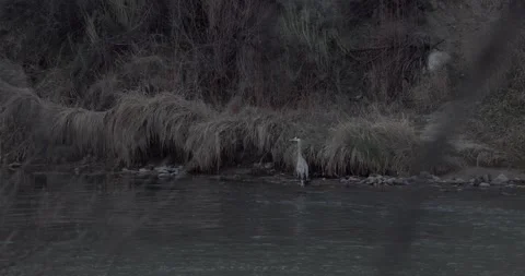 Great Blue Heron at River Edge at Dawn with Beaver Swimming By, 7K Stockbeeldmateriaal 333263552