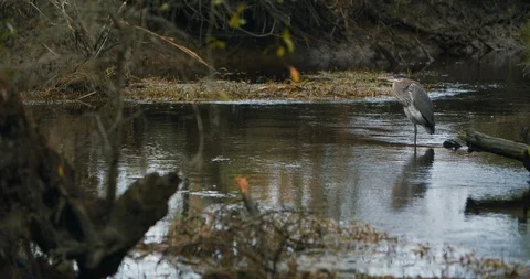Great Blue Heron in river Stock-Footage 127582717