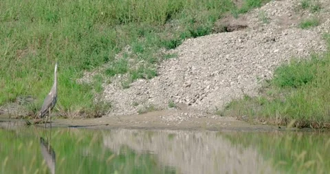 Great Blue Heron Ruffles Feathers in a Wetland Pond 스톡 동영상 344992641