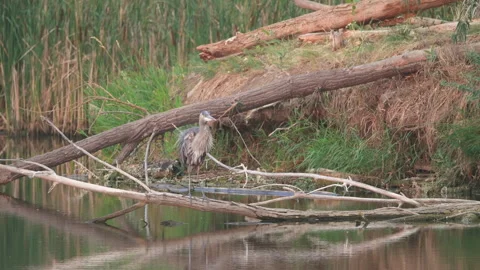 Great Blue Heron Shaking Wings in Slow Motion 스톡 동영상 345147261