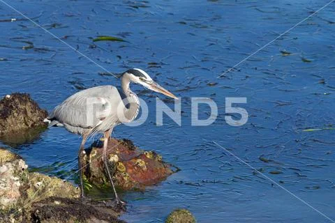 Great Blue Heron in shallow water searching for food. The primary food for gr Stock Photos