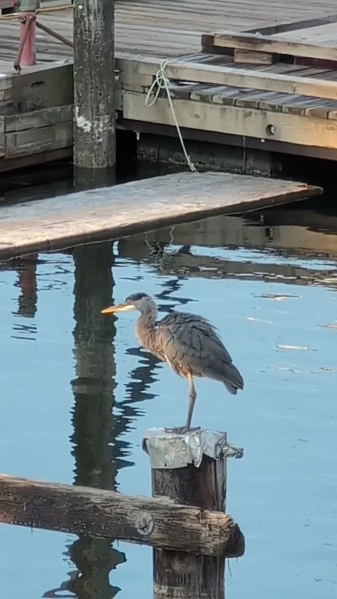 Great Blue Heron sitting on a pole and pecking at bugs - wildlife in Victoria  Video stock 327772558