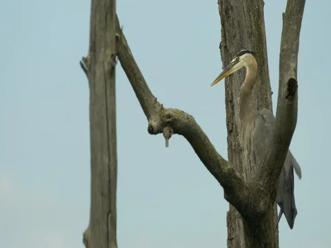 Great Blue Heron sitting in tree shaking head Stock Footage 77098201
