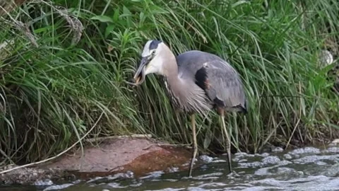 Great Blue Heron with a snake in its beak, close-up Stock Footage 337601162