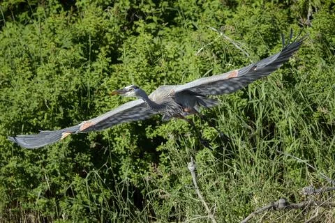 Great blue heron soars at take off. Stock Photos