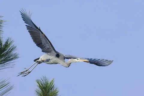 Great blue heron soars off from a tree. Фото