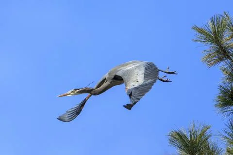 Great Blue Heron soars from a tree. Stock Photos