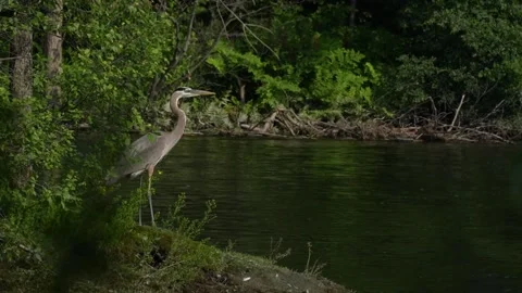 Great Blue Heron Standing Along a Forested River Stock Footage 343769125