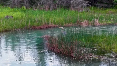 Great Blue Heron Standing Among Wetland Reeds Stock-Footage 346736411