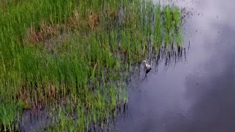 Great Blue Heron Standing Beside Tall Reeds Stock-Footage 346744344