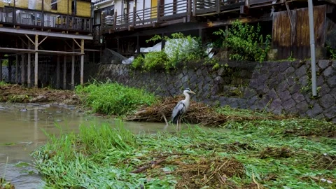 Great Blue Heron standing in Flood Debris after Typhoon Storm in Kyoto Stock Footage 340785393