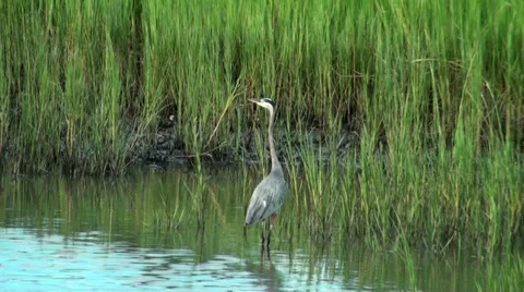 Great Blue Heron standing Stock Footage 32789482