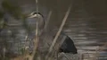 Great Blue Heron Standing HD Footage