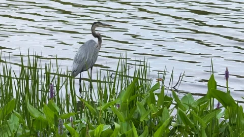 Great Blue Heron Standing in Lake Reeds with Soft Natural Daylight Stock Footage 345457448
