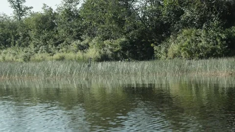 Great blue heron standing motionless in tall grass. Stock Footage 317411766