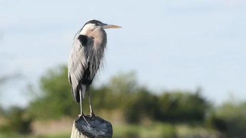Great Blue Heron Standing on a Piling Stock Footage 134665902