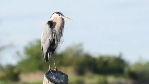 Great Blue Heron Standing on a Piling Stock Footage 134665904