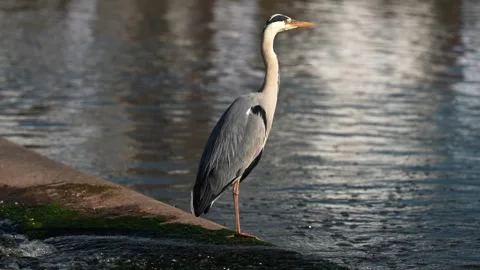 Great blue heron standing resting on a stone pier Stock Footage 247364805