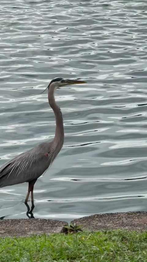 Great blue heron standing in shallow water at the edge of a pond Vídeos de archivo 334635209