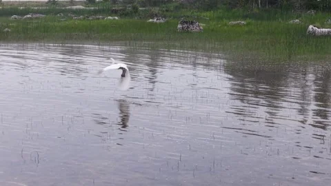 Great Blue Heron Standing in Shallow Michigan Marsh Stock Footage 345298975