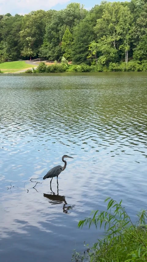 Great Blue Heron Standing in Shallow Lake Water Stock Footage 345456717