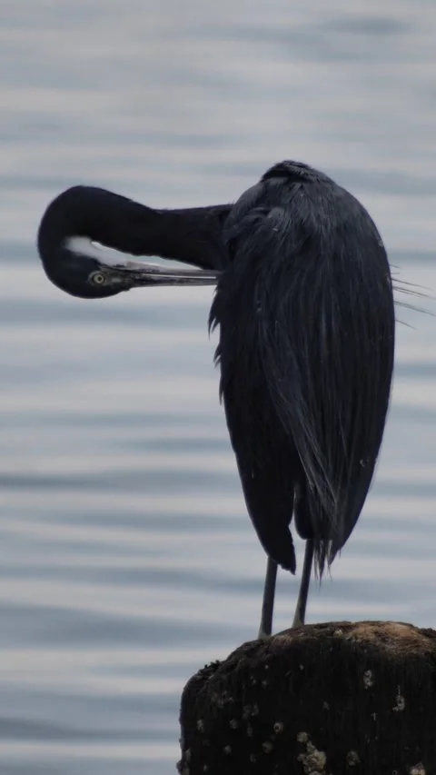 Great blue heron standing on small rock cleaning itself Video stock 230690634
