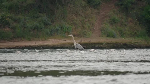 Great blue heron standing still in river rapids while hunting for fish 库存影片 340281785