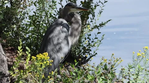 Great Blue Heron standing by the water in its natural habitat. Stock-Footage 346189456