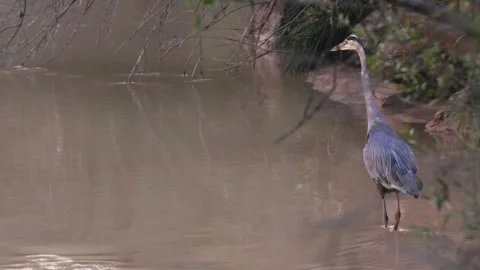 Great Blue Heron startled by something on the other side of the river Stock Footage 342760856