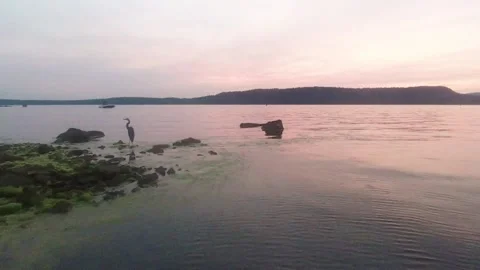 Great Blue Heron, Sunset, Blue-Green Algae Aerial Drone Slide Stock Footage 172852583