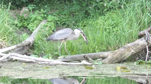 Great Blue Heron Swallows Whole Fish Stock Footage 312283555