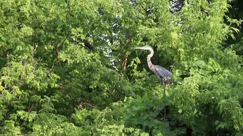 Great blue heron taking flight Video stock 11341071