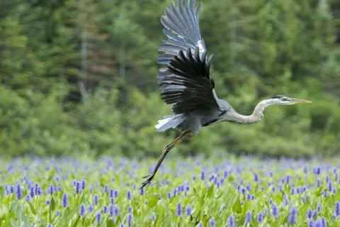 Great blue heron taking off in a patch of pickerelweed Pontederia cordata Stock Photos