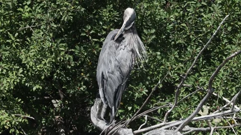 A great blue heron tends to its feathers Stock Footage 249134778