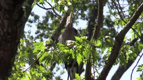Great blue heron in tree closeup Stock Footage 53310607