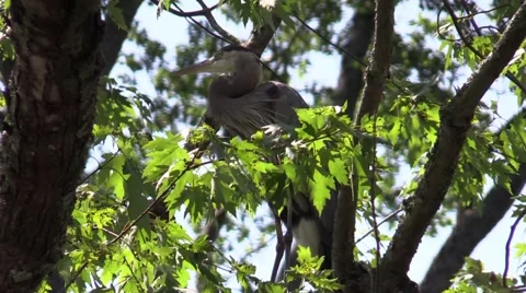 Great blue heron in tree closeup Stock Footage 53310610