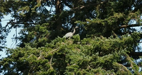 Great Blue Heron in the tree Stock Footage 134095790
