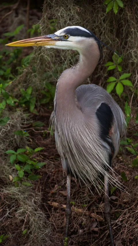 Great Blue Heron vertical portrait cinemagraph Stock Footage 158762000