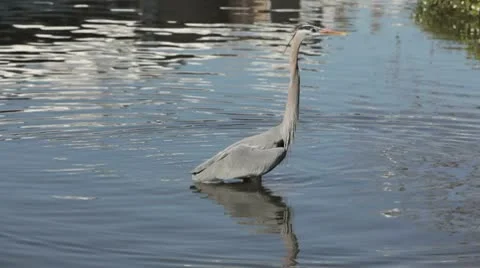 Great Blue Heron wading through the water. 動画素材 10594088