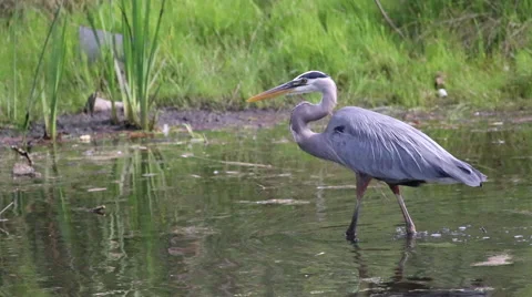 Great Blue Heron waling in pond. Stock Footage