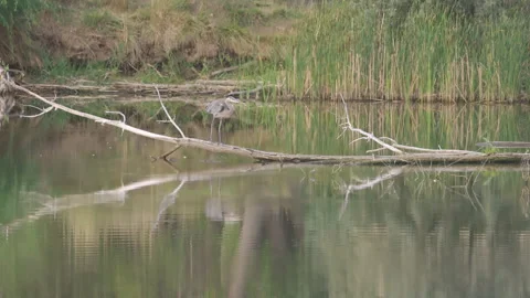 Great Blue Heron Walking Across Log in Slow Motion 스톡 동영상 345144811