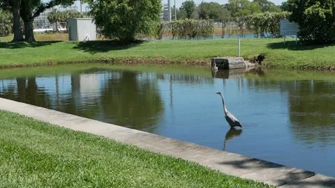 Great Blue Heron walking left in the water with reflection of blue sky, white cl Stock Footage 272181359