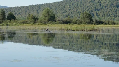 Great blue heron walking in marsh as river otter family plays nearby. Stock Footage 317411792