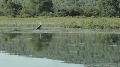 Great blue heron walking in marsh as river otter family plays nearby. Stock Footage 317547803
