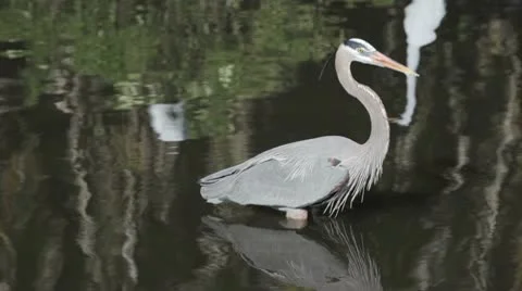Great Blue Heron walking through the swamp 動画素材 10594087
