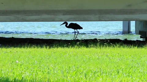 Great blue heron walking under a bridge Stock-Footage 30677134