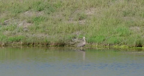 Great Blue Heron Walks Through Water Shot Through Sprinkler 스톡 동영상 344994056