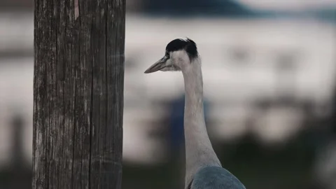 Great Blue Heron wild bird hunting closeup Stock-Footage 289202971