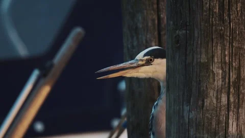 Great Blue Heron wild bird hunting closeup Stock-Footage 289203362