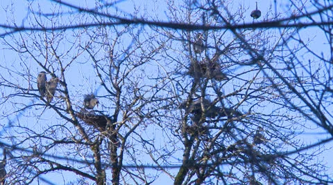 Great Blue Herons #4 Stockbeeldmateriaal 22822344
